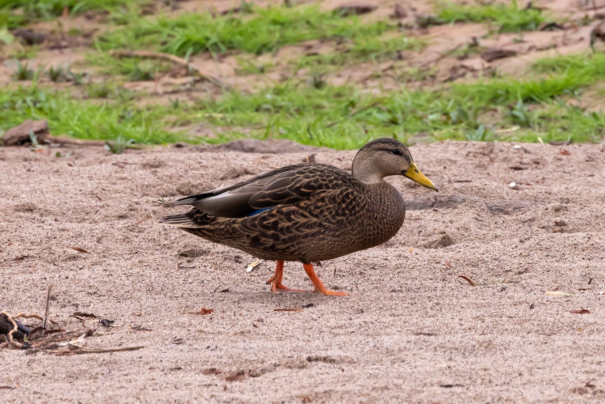 Mexican Duck - ML646472431