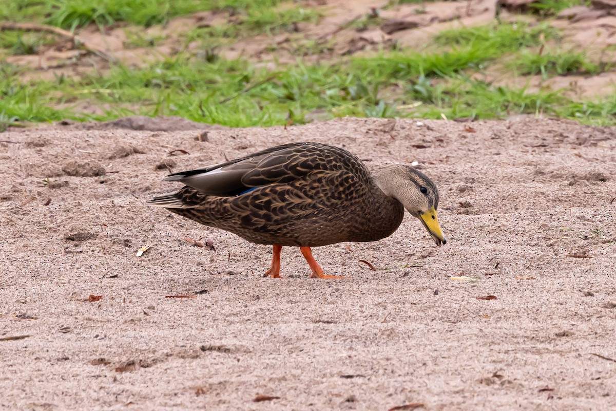Mexican Duck - ML646472432