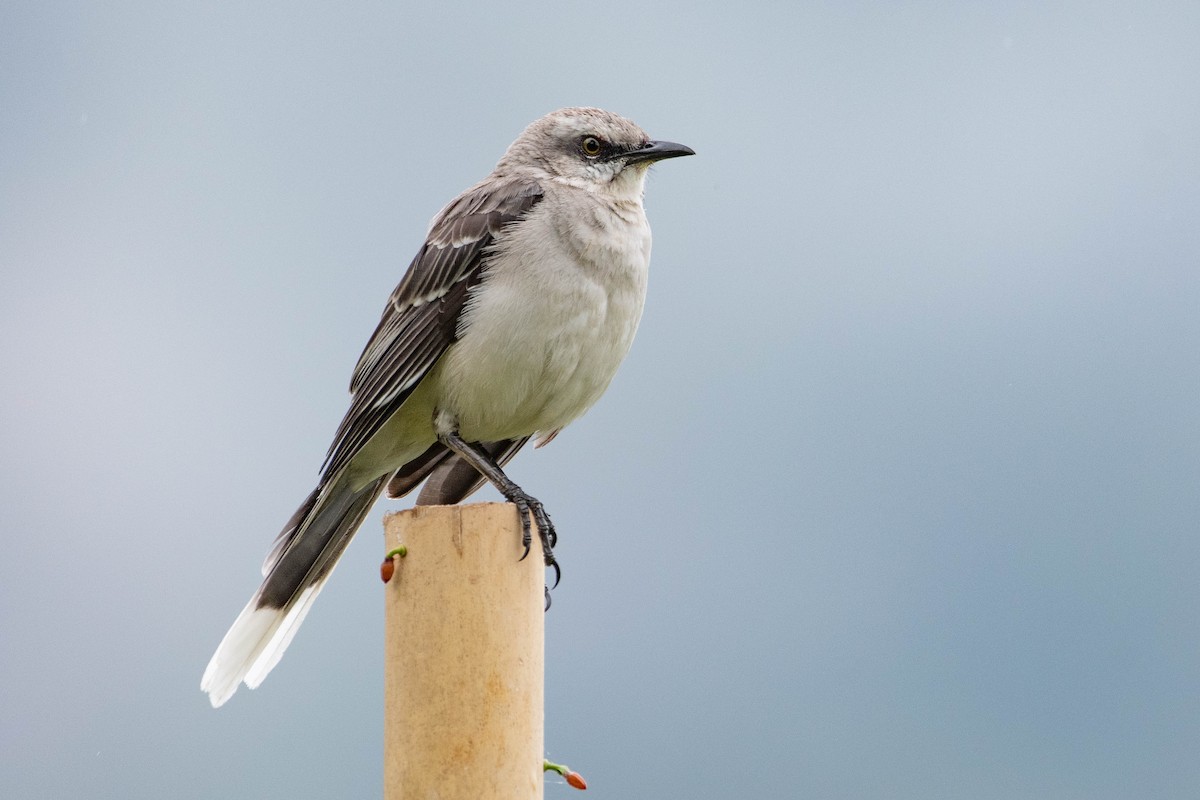 Tropical Mockingbird - ML646472434