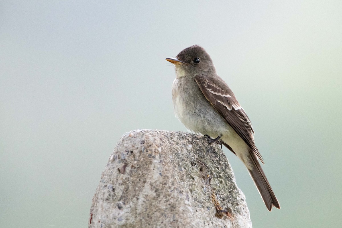 Eastern Wood-Pewee - ML646472438
