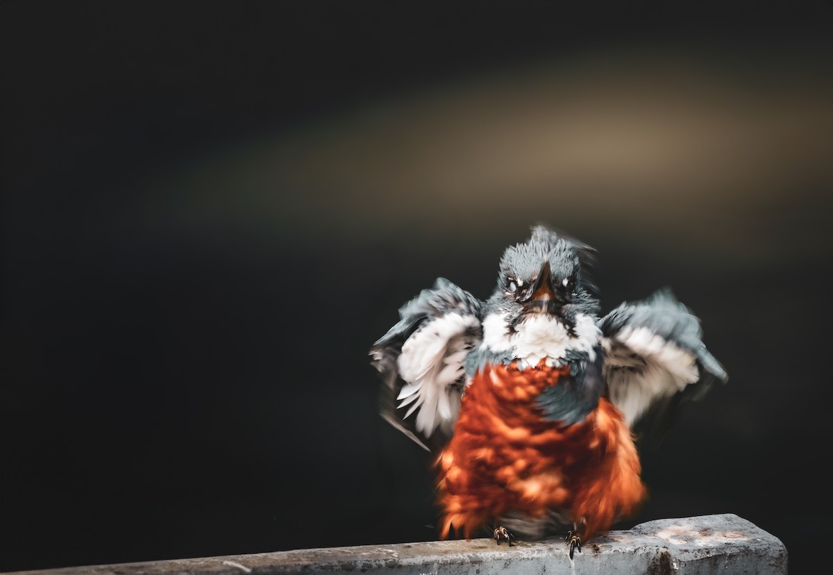 Ringed Kingfisher - ML646472439
