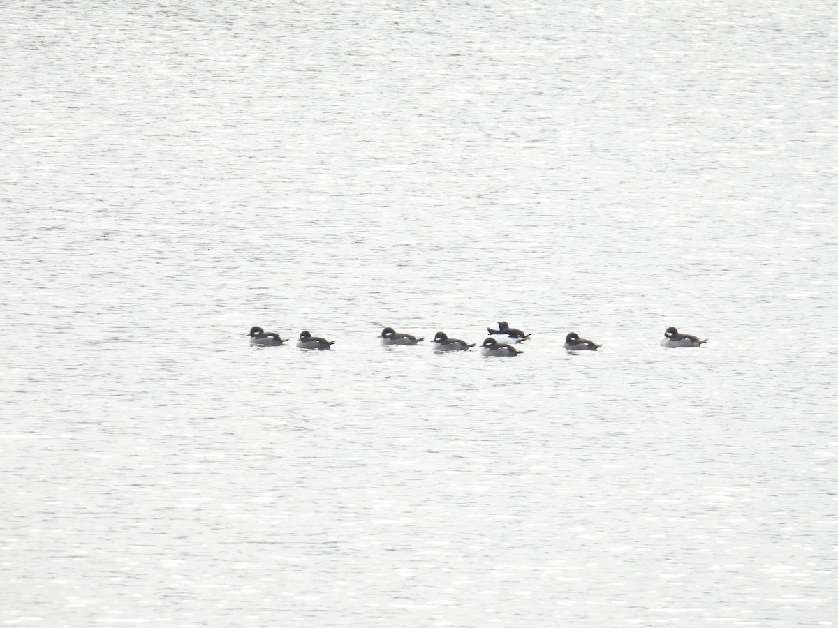 Bufflehead - ML646472441