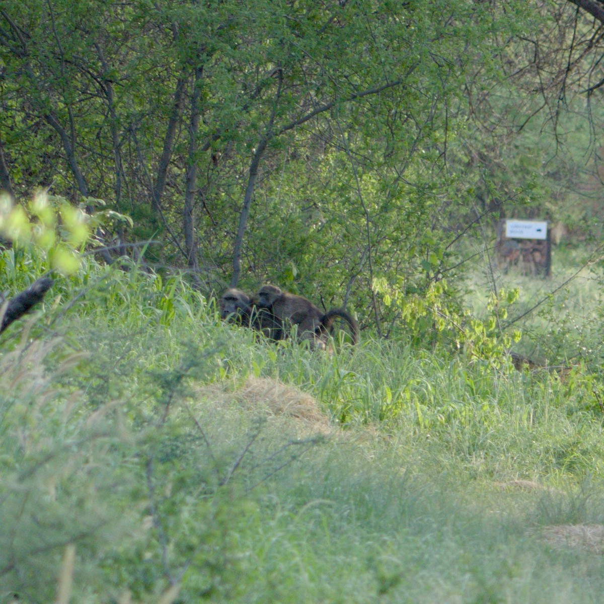 Chacma Baboon - ML646472442