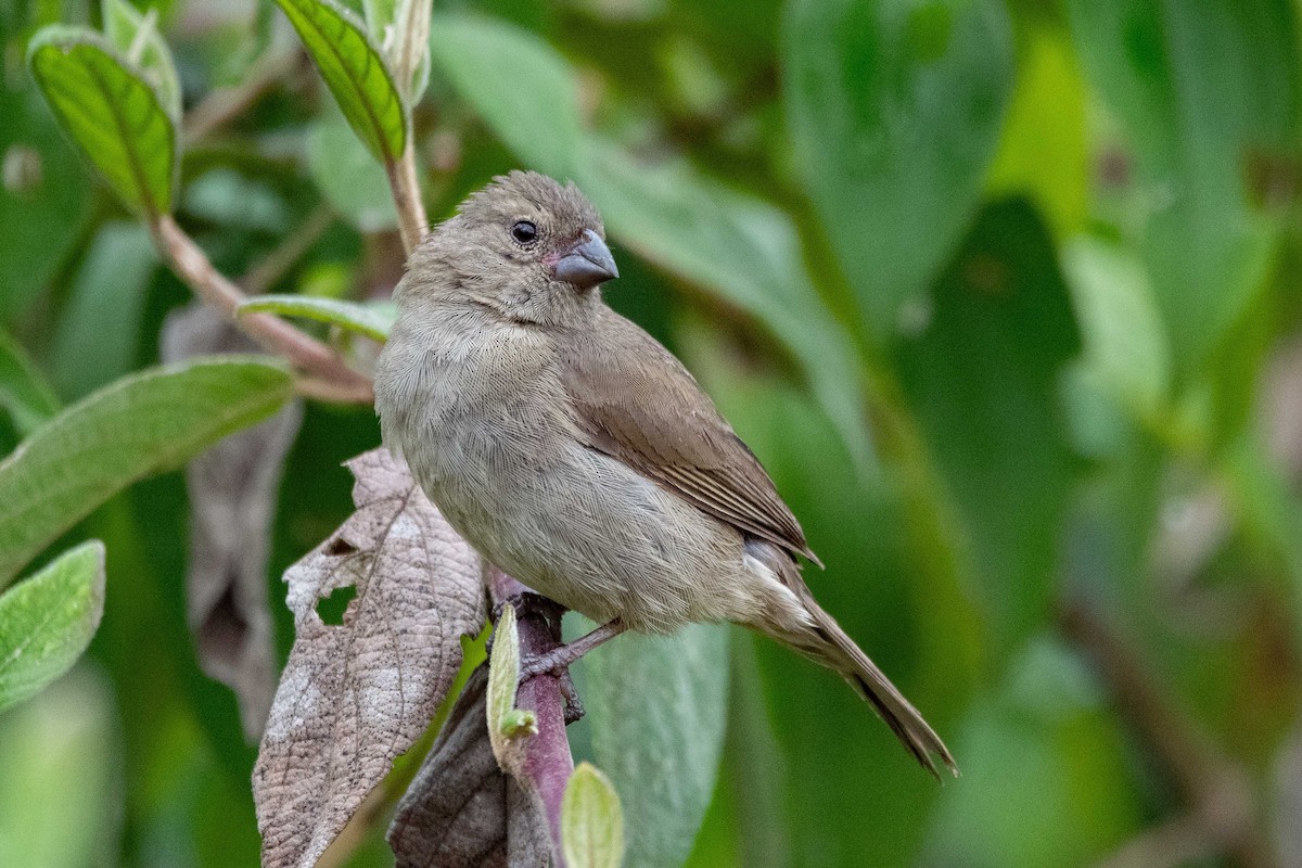 Dull-colored Grassquit - ML646472443