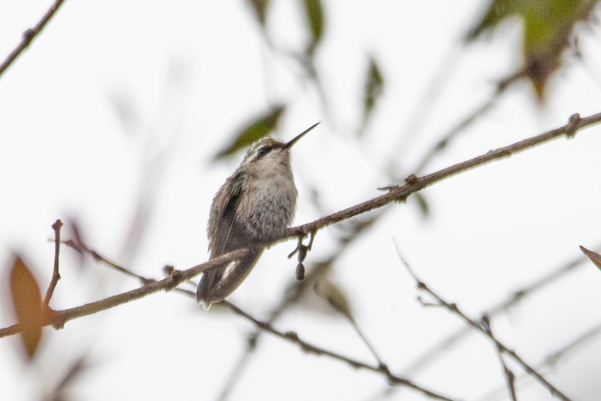 Short-tailed Emerald - ML646472446