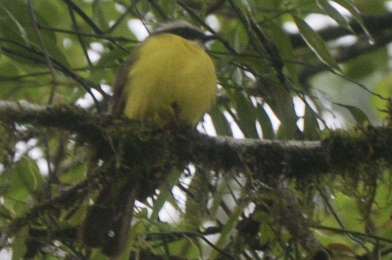 Tyran sociable - ML646472448