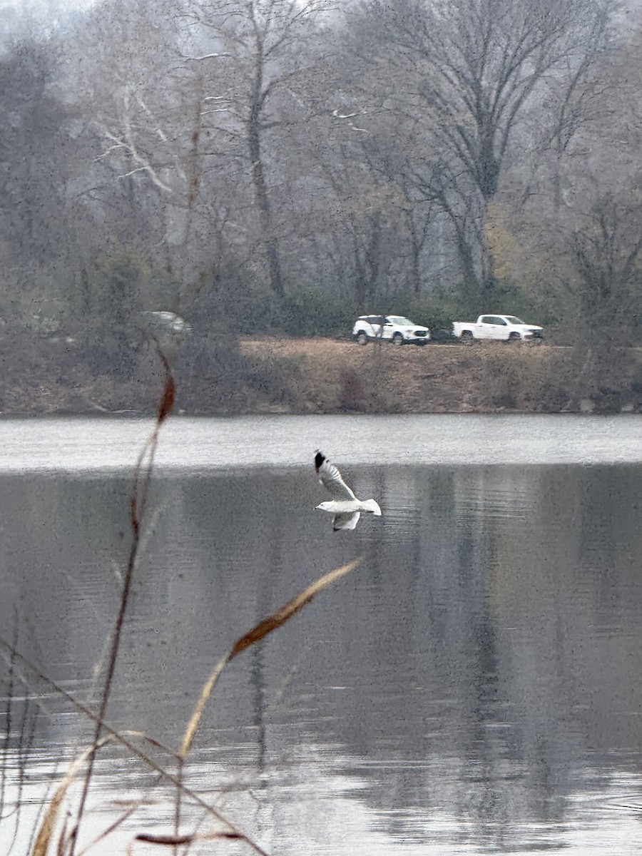 Ring-billed Gull - ML646472451