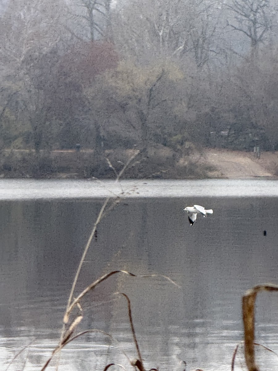 Ring-billed Gull - ML646472452