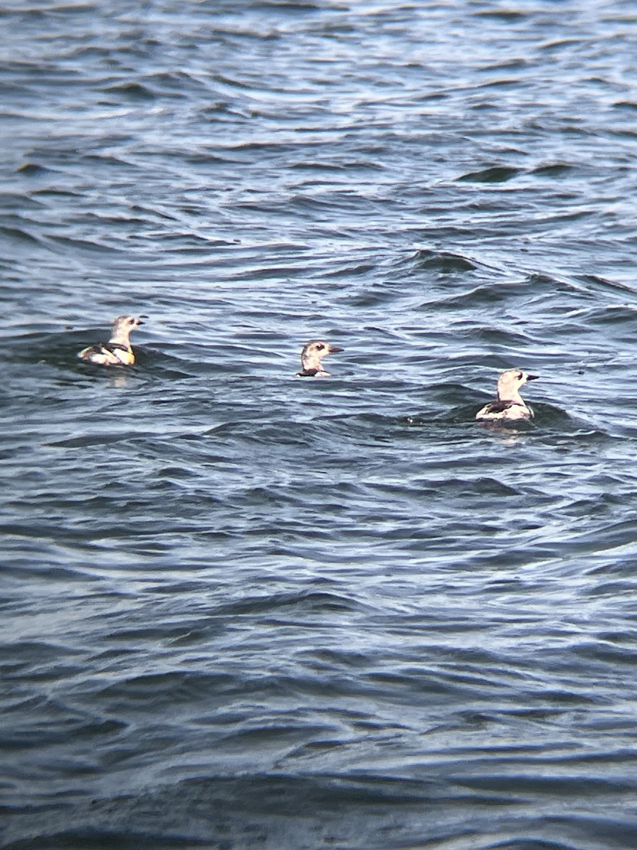 Black Guillemot - ML646472453