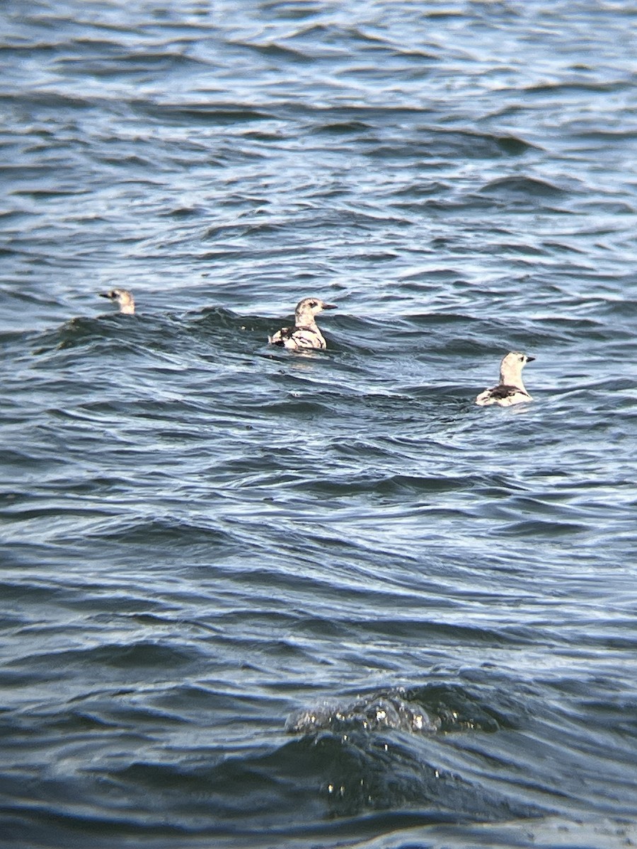 Black Guillemot - ML646472454