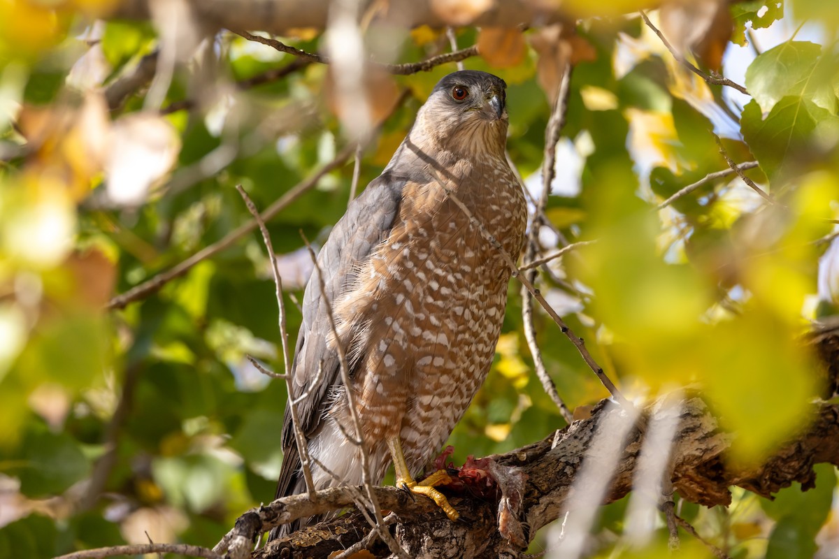 Cooper's Hawk - ML646472456
