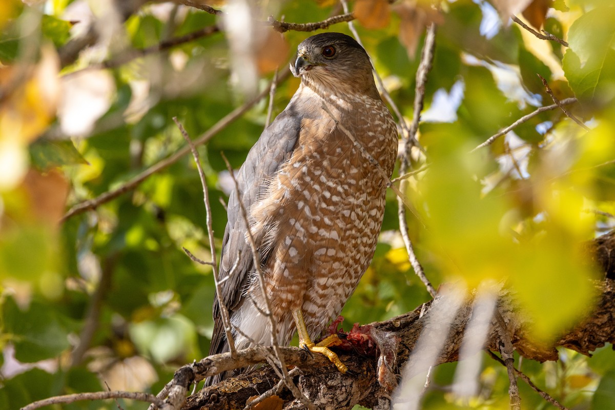Cooper's Hawk - ML646472457