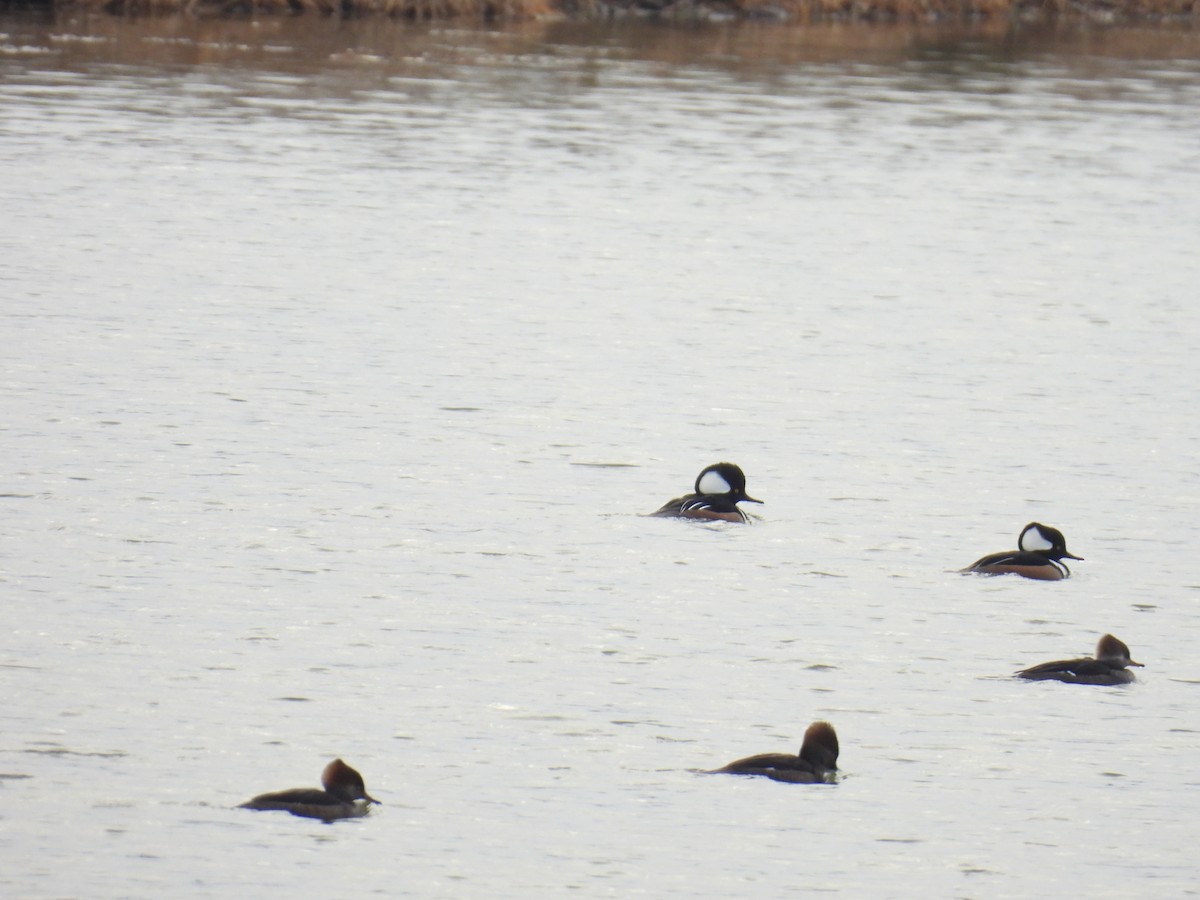 Hooded Merganser - ML646472458