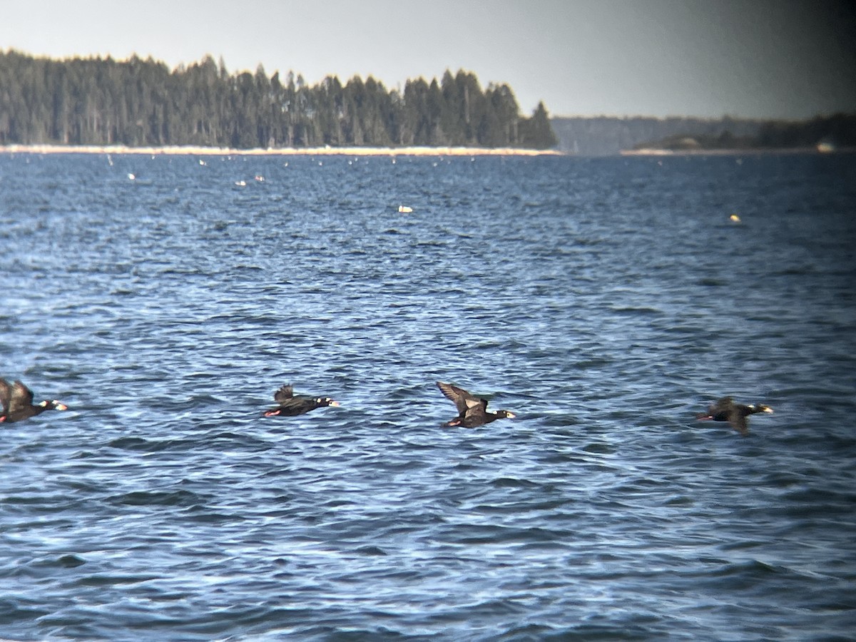 Ahatebeltz kopetazuria - ML646472460