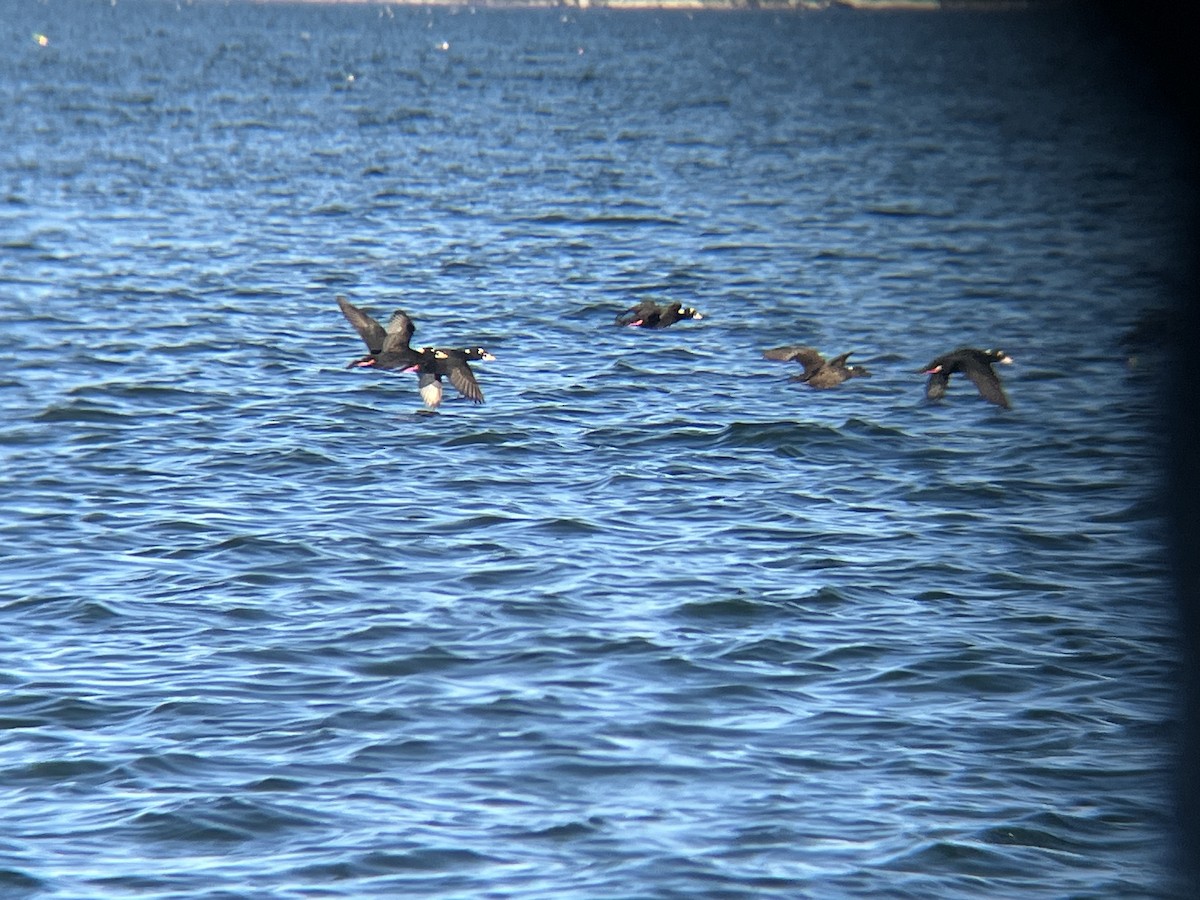 Ahatebeltz kopetazuria - ML646472461