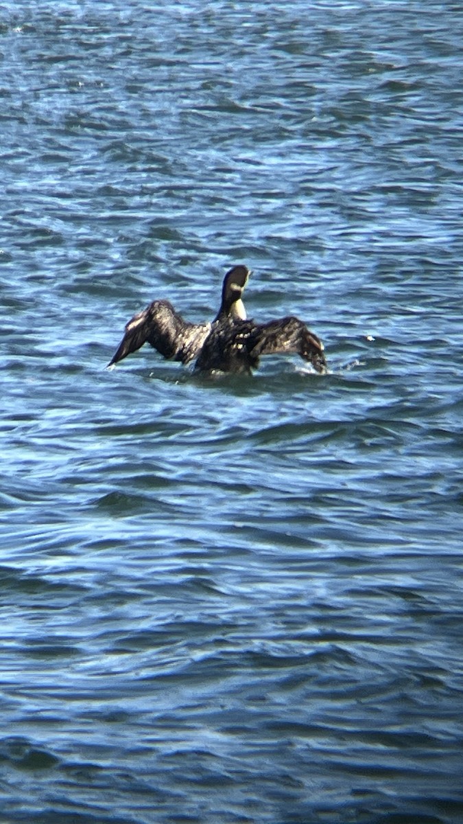 Aliota handia - ML646472465