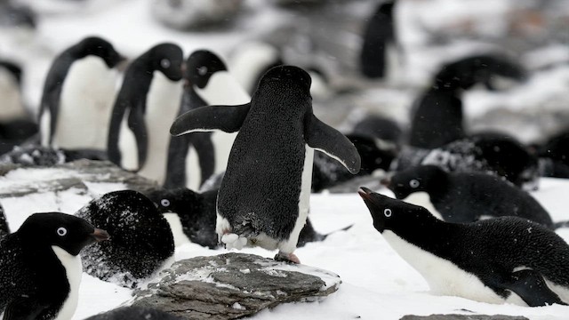 Пінгвін Аделі - ML646472466