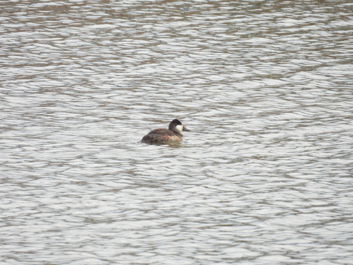 Ruddy Duck - ML646472469