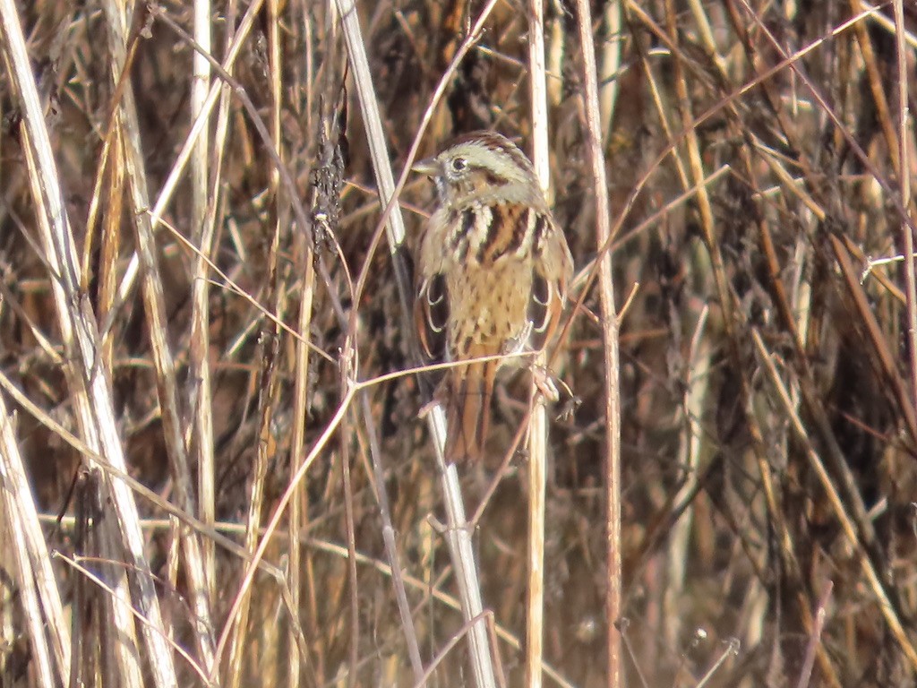 Swamp Sparrow - ML646472473