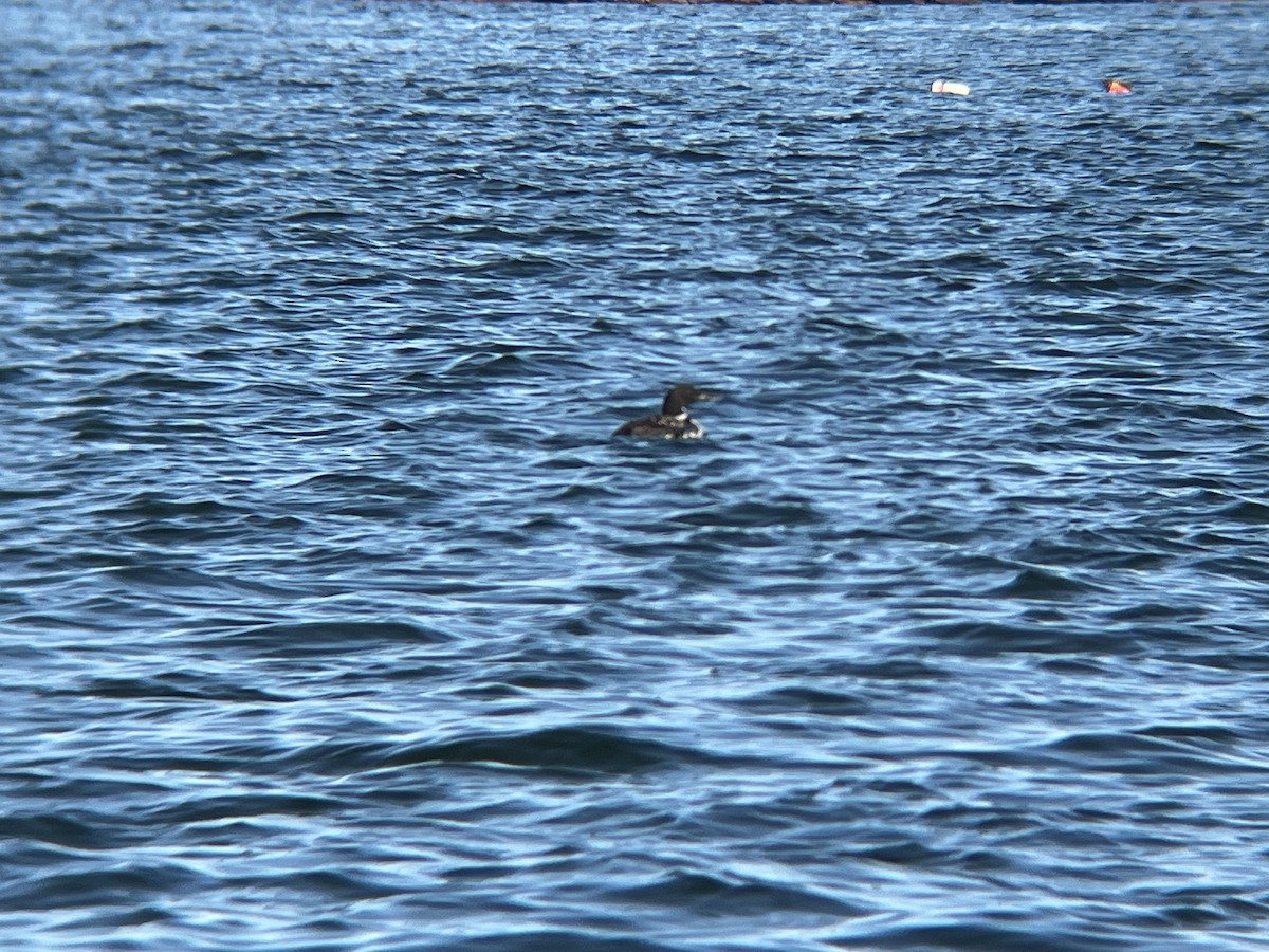 Aliota handia - ML646472474