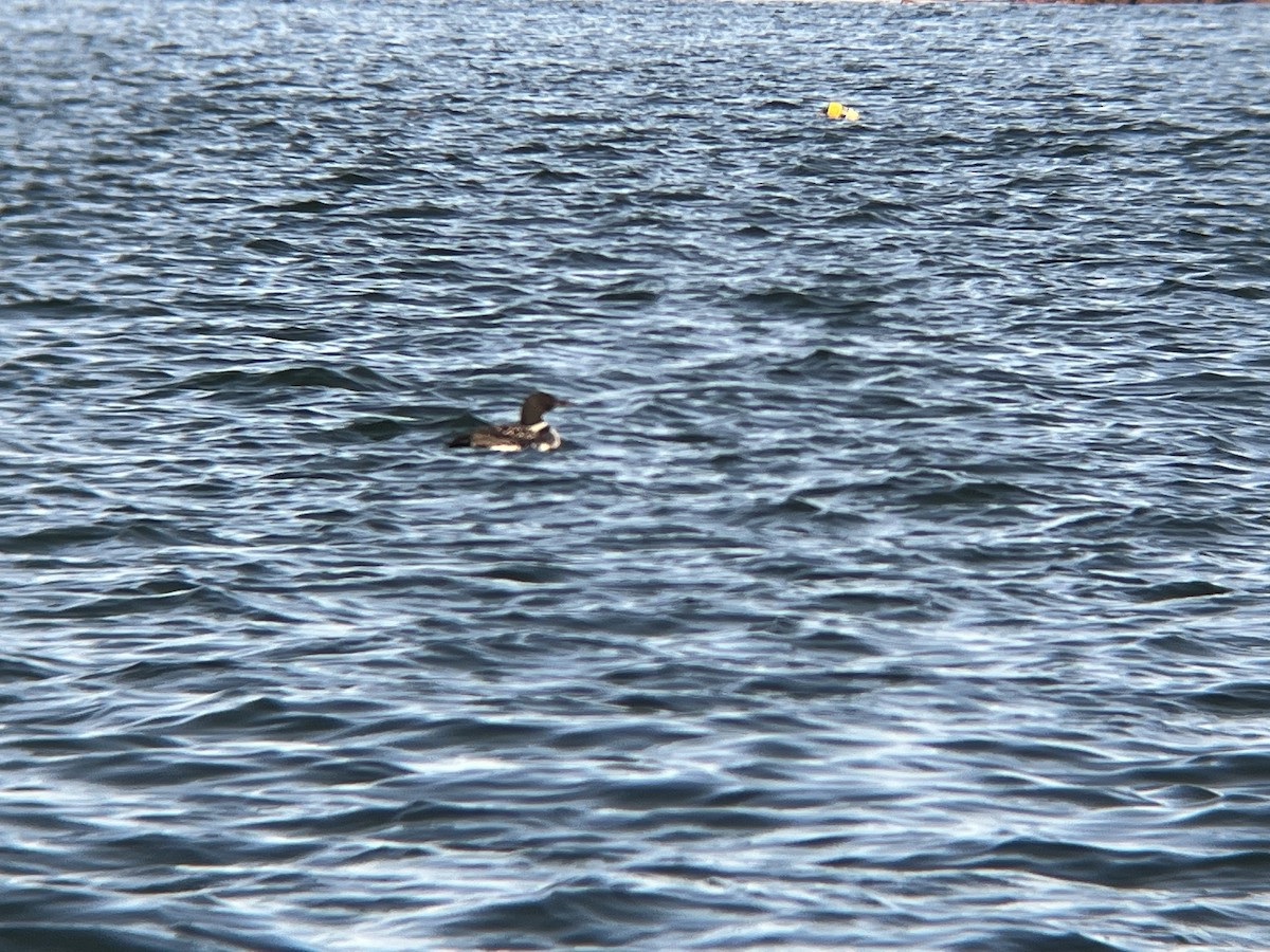 Aliota handia - ML646472475