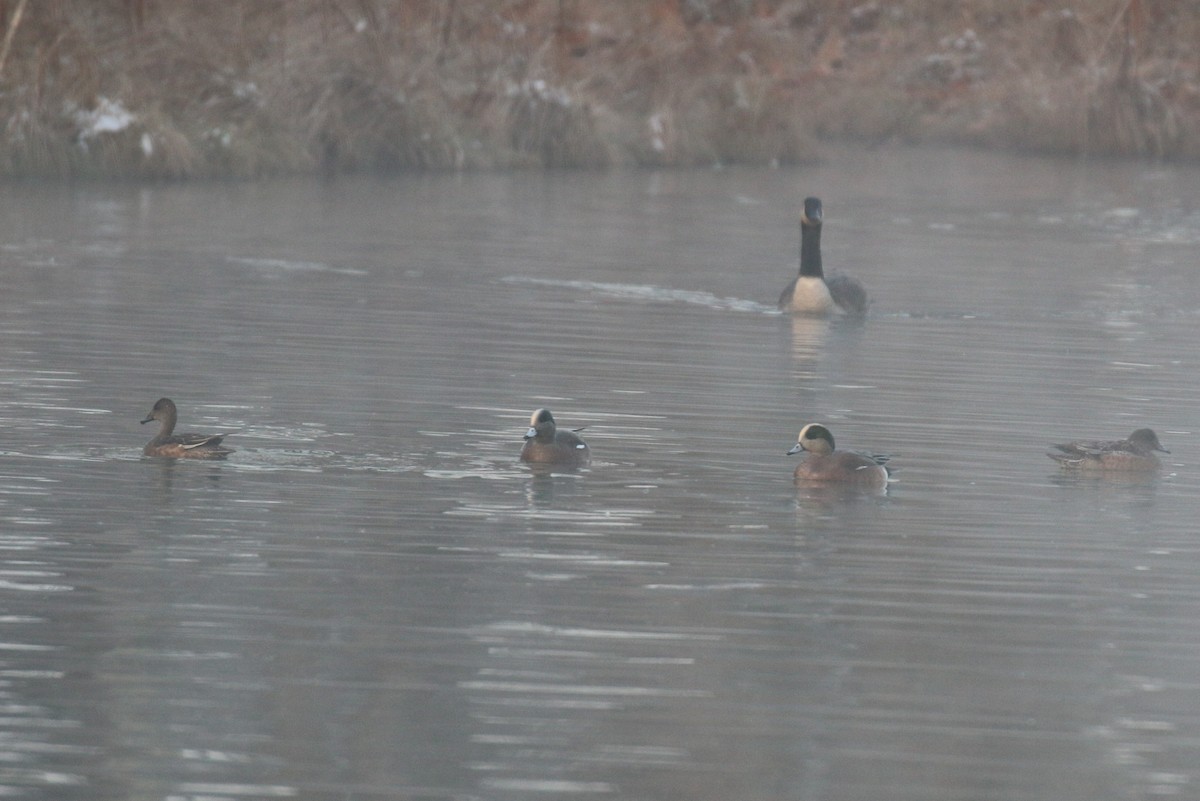 アメリカヒドリ - ML646472478