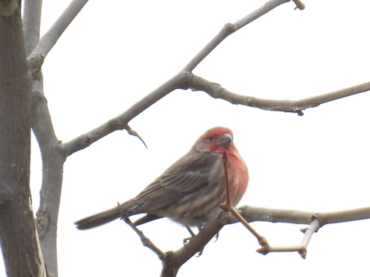 House Finch - ML646472479
