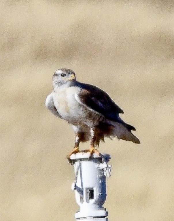 Ferruginous Hawk - ML646472483