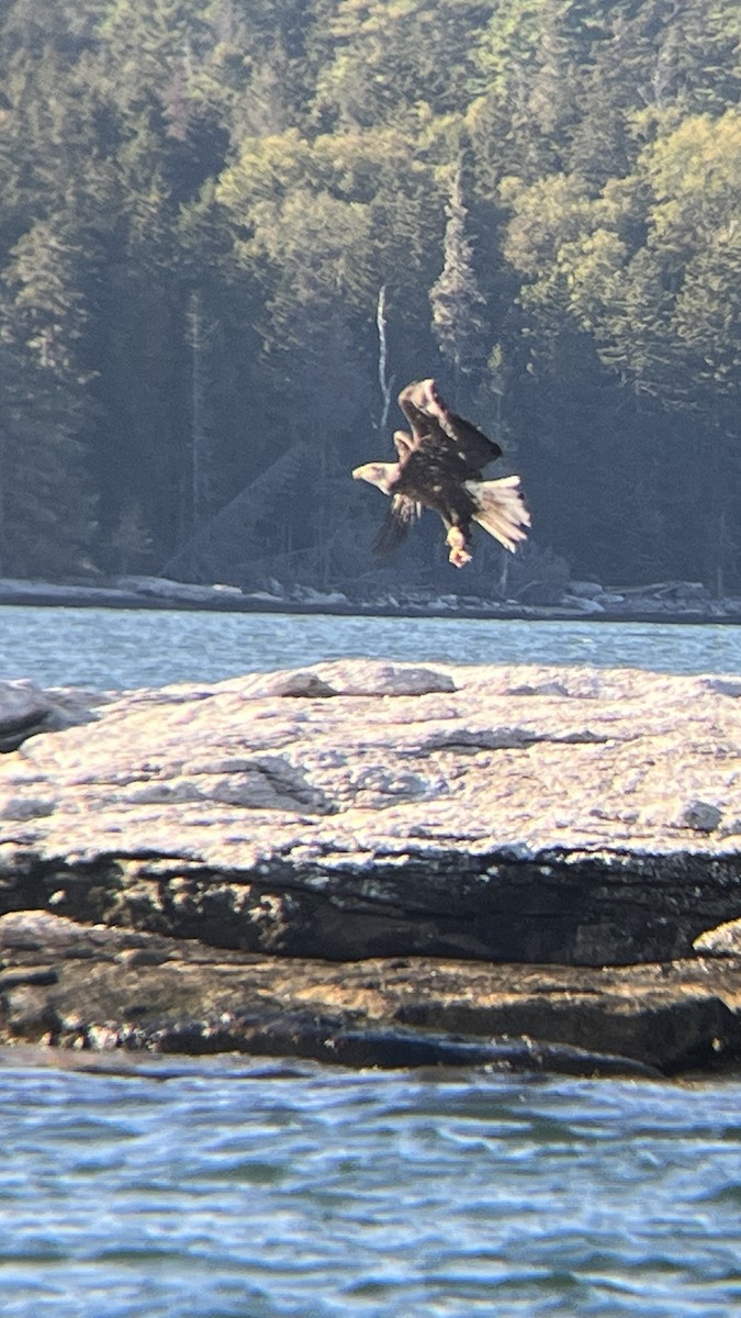 Орлан білоголовий - ML646472484