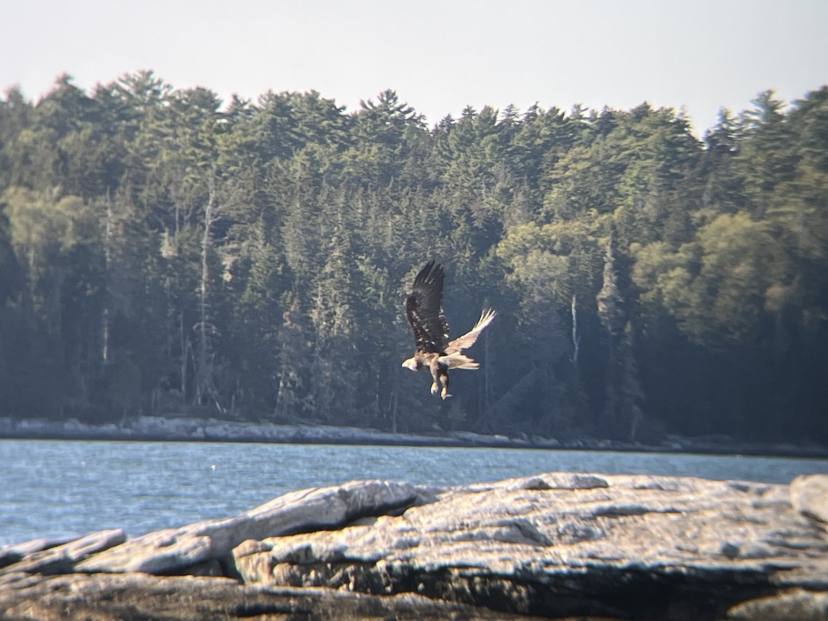 Орлан білоголовий - ML646472485