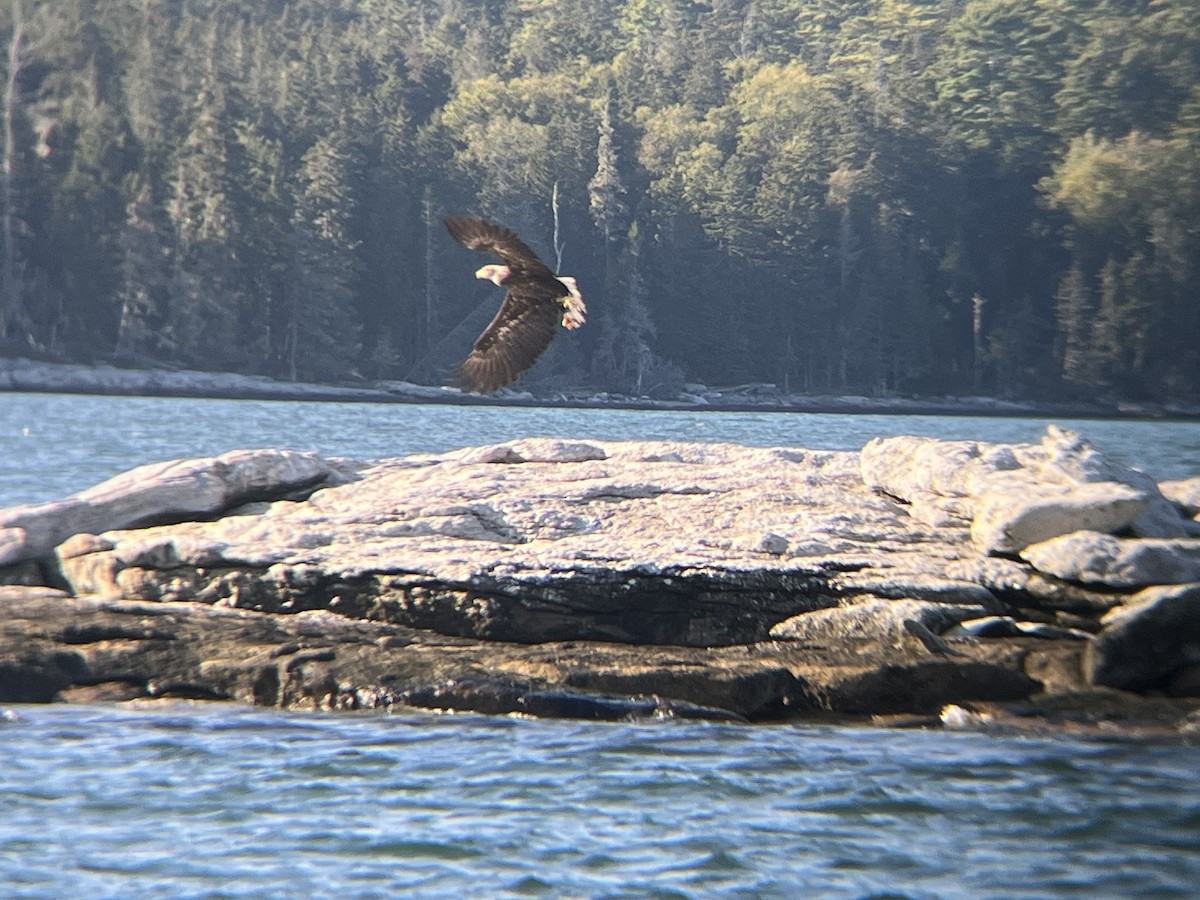 Орлан білоголовий - ML646472486