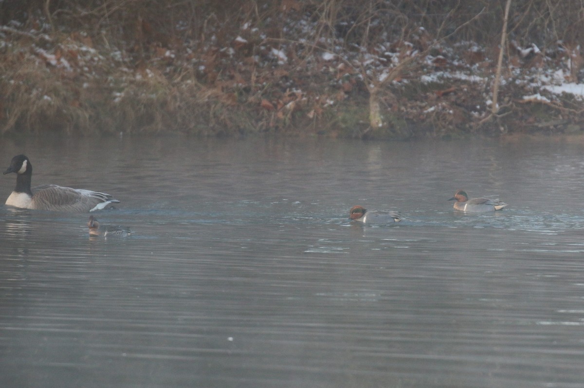 Green-winged Teal - ML646472487