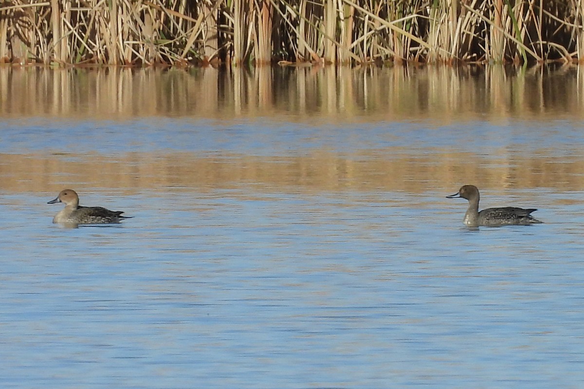 Northern Pintail - ML646472488