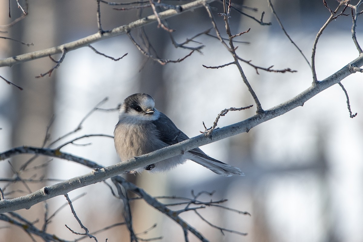 Arrendajo Canadiense - ML646472489