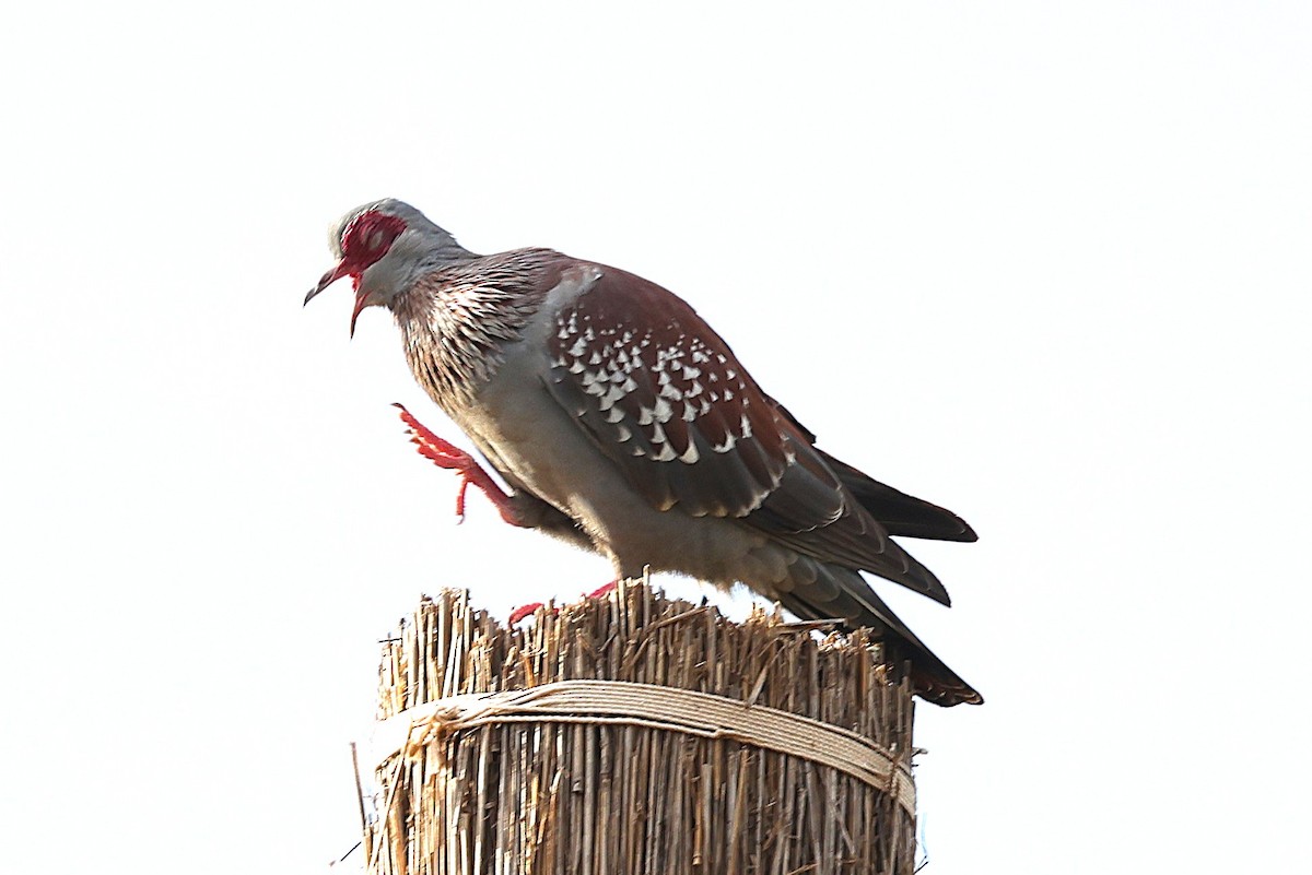 Крапчатый голубь - ML646472492