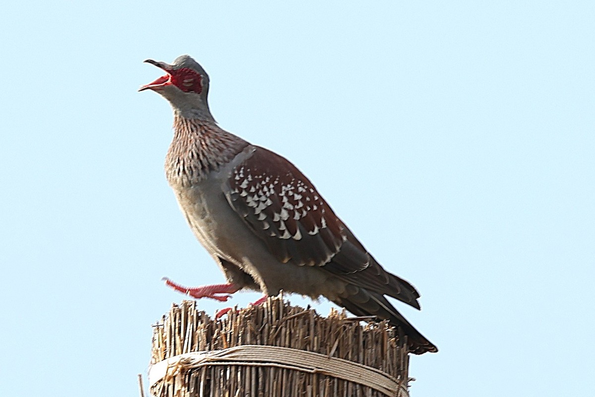 Крапчатый голубь - ML646472493