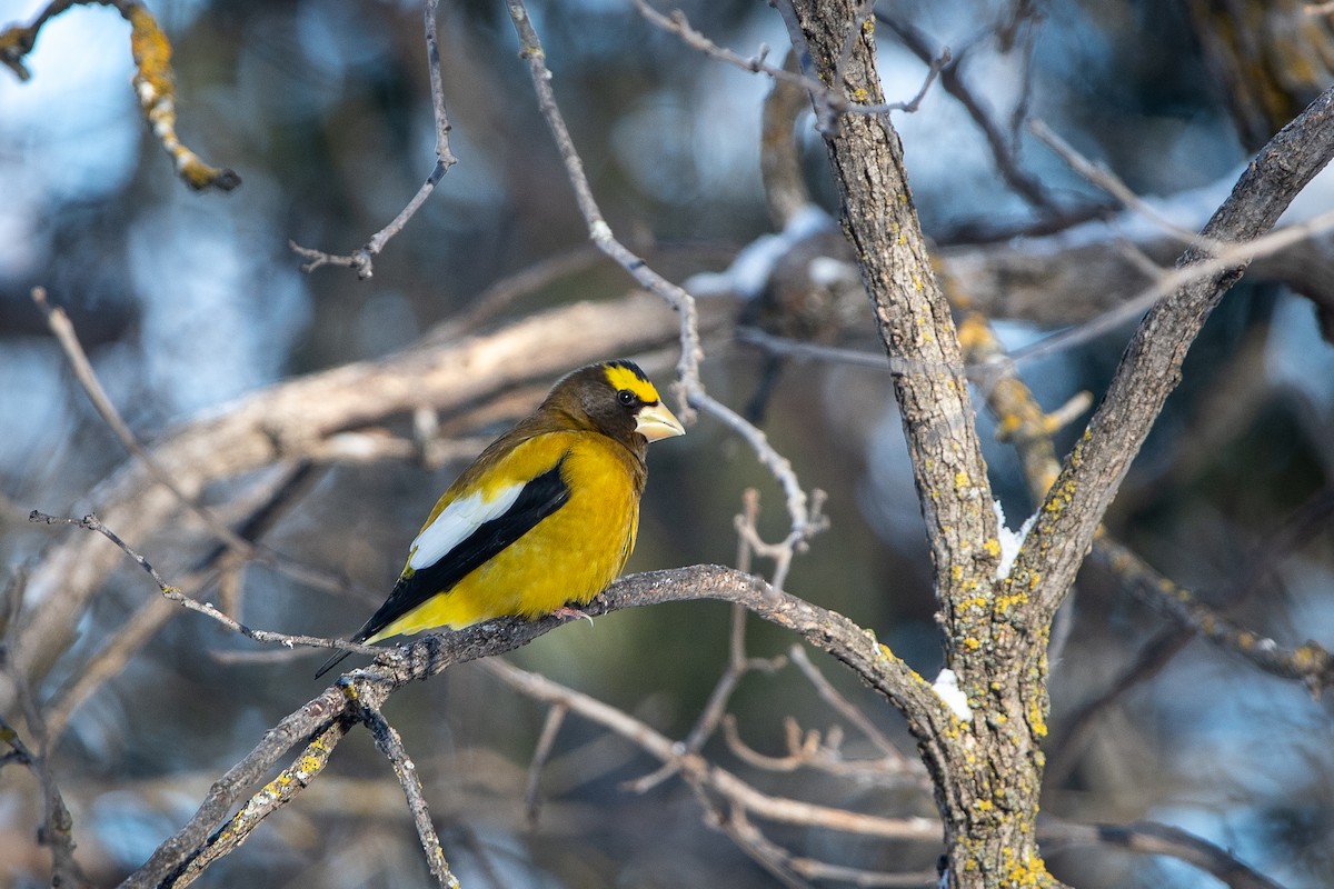 Picogordo Vespertino - ML646472494