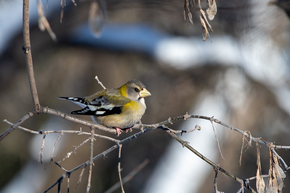 Picogordo Vespertino - ML646472495