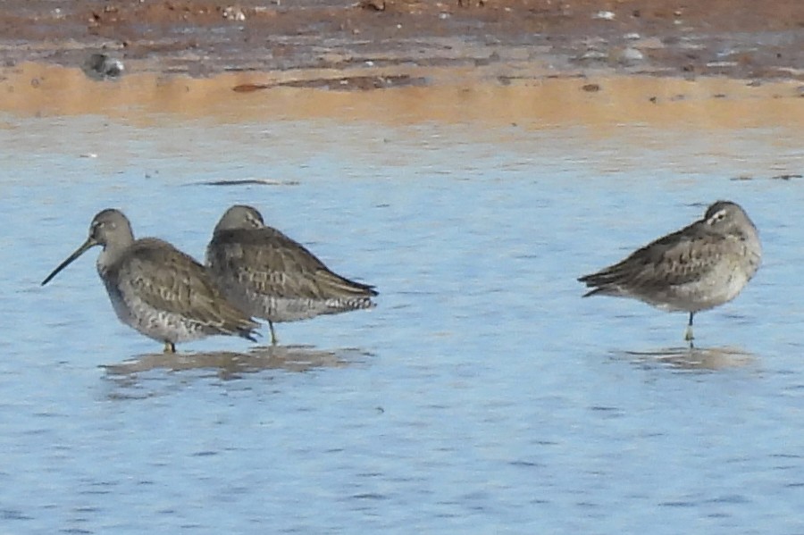 Long-billed Dowitcher - ML646472496