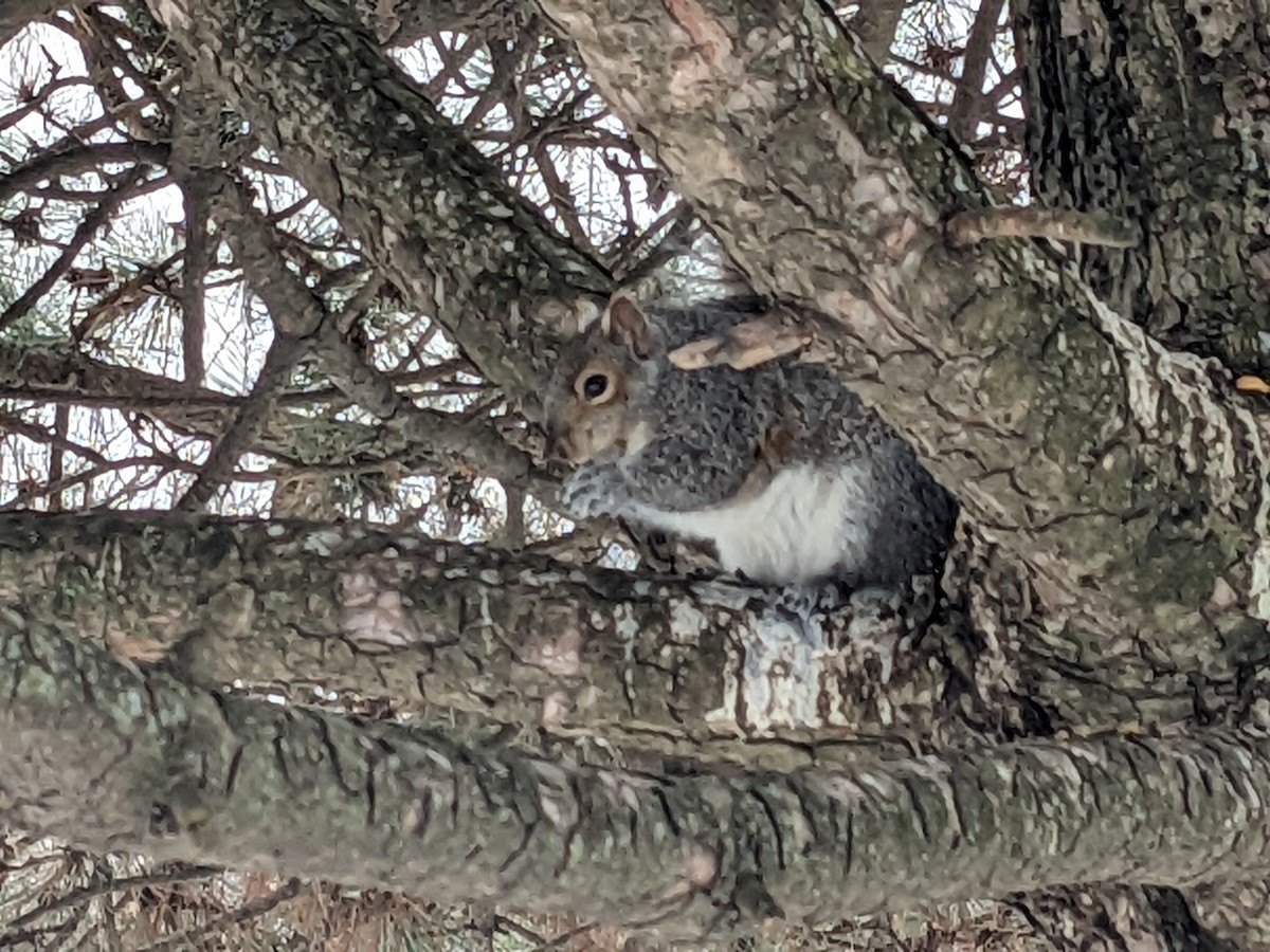 Eastern Gray Squirrel - ML646472498