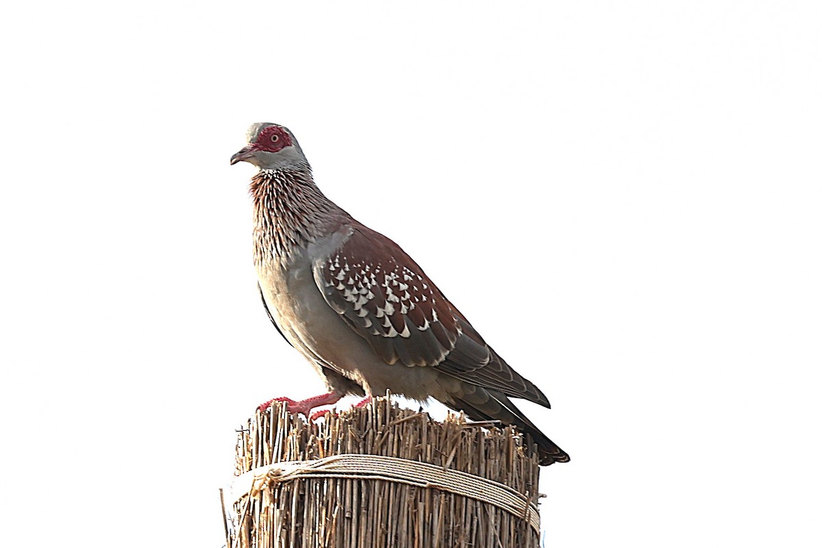 Крапчатый голубь - ML646472499