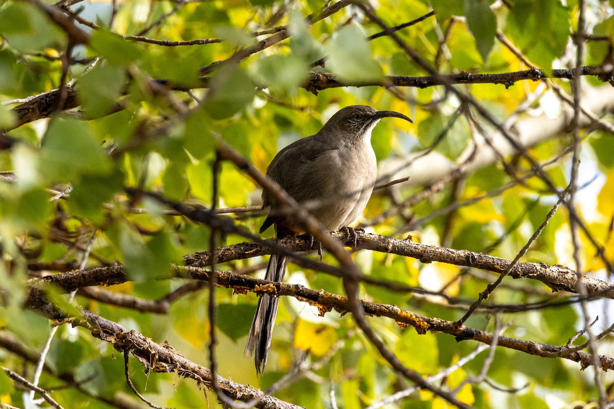 Crissal Thrasher - ML646472500