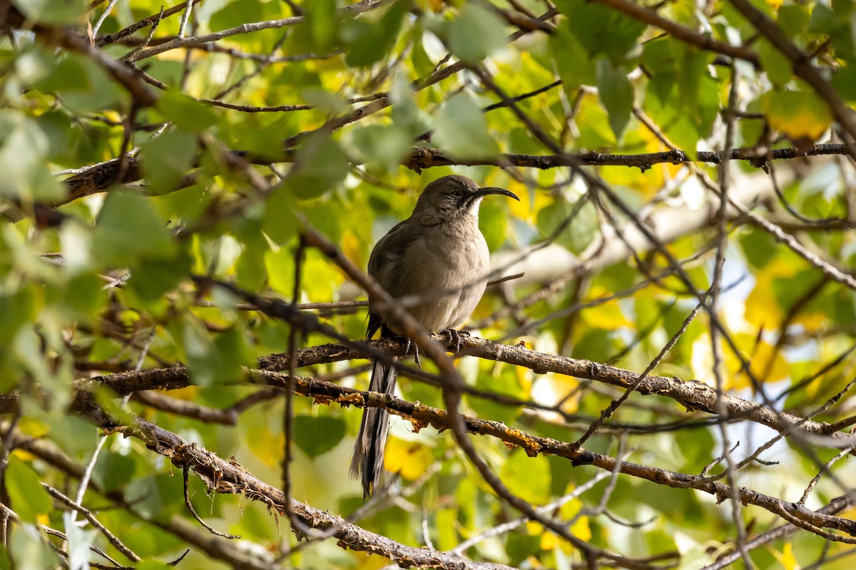 Crissal Thrasher - ML646472501
