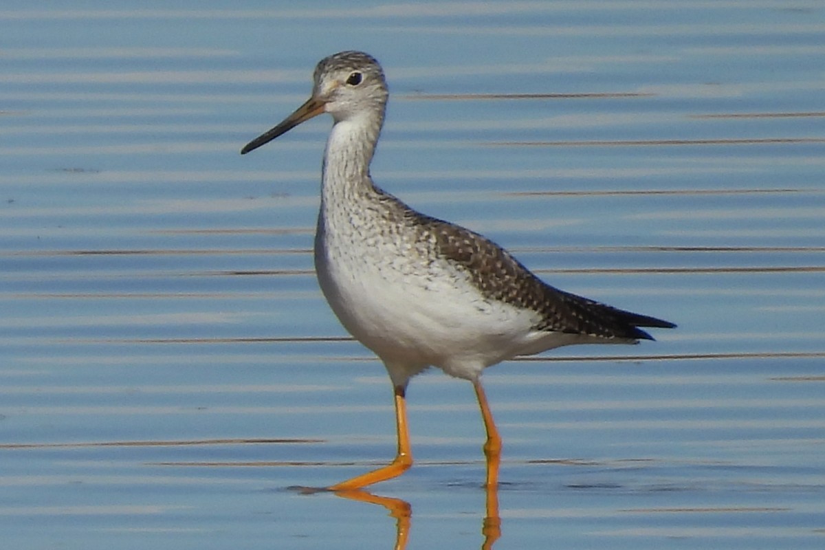 Greater Yellowlegs - ML646472503