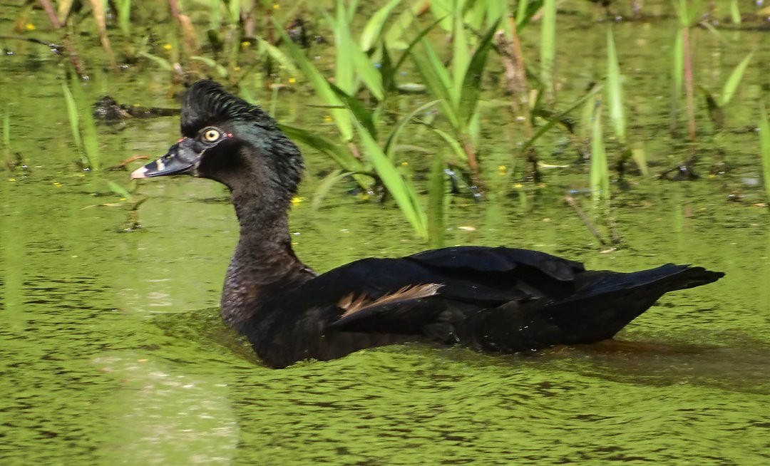ברבר - ML646472504