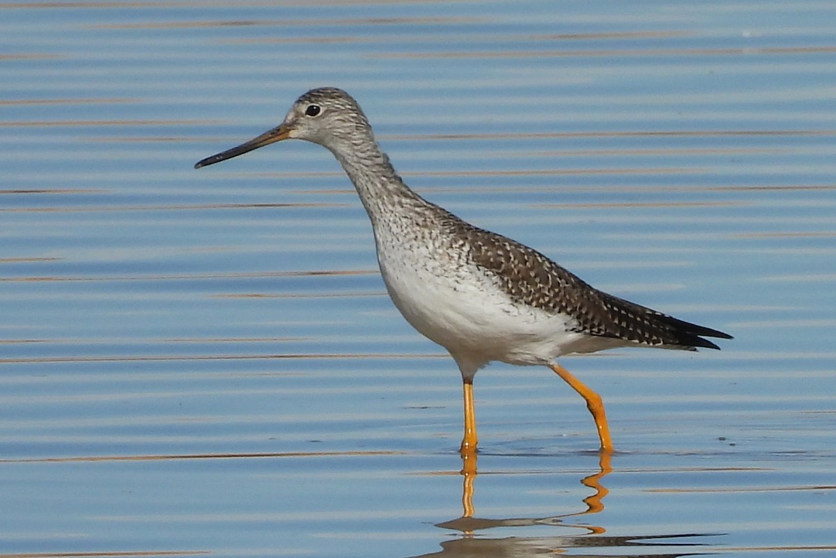 Greater Yellowlegs - ML646472506