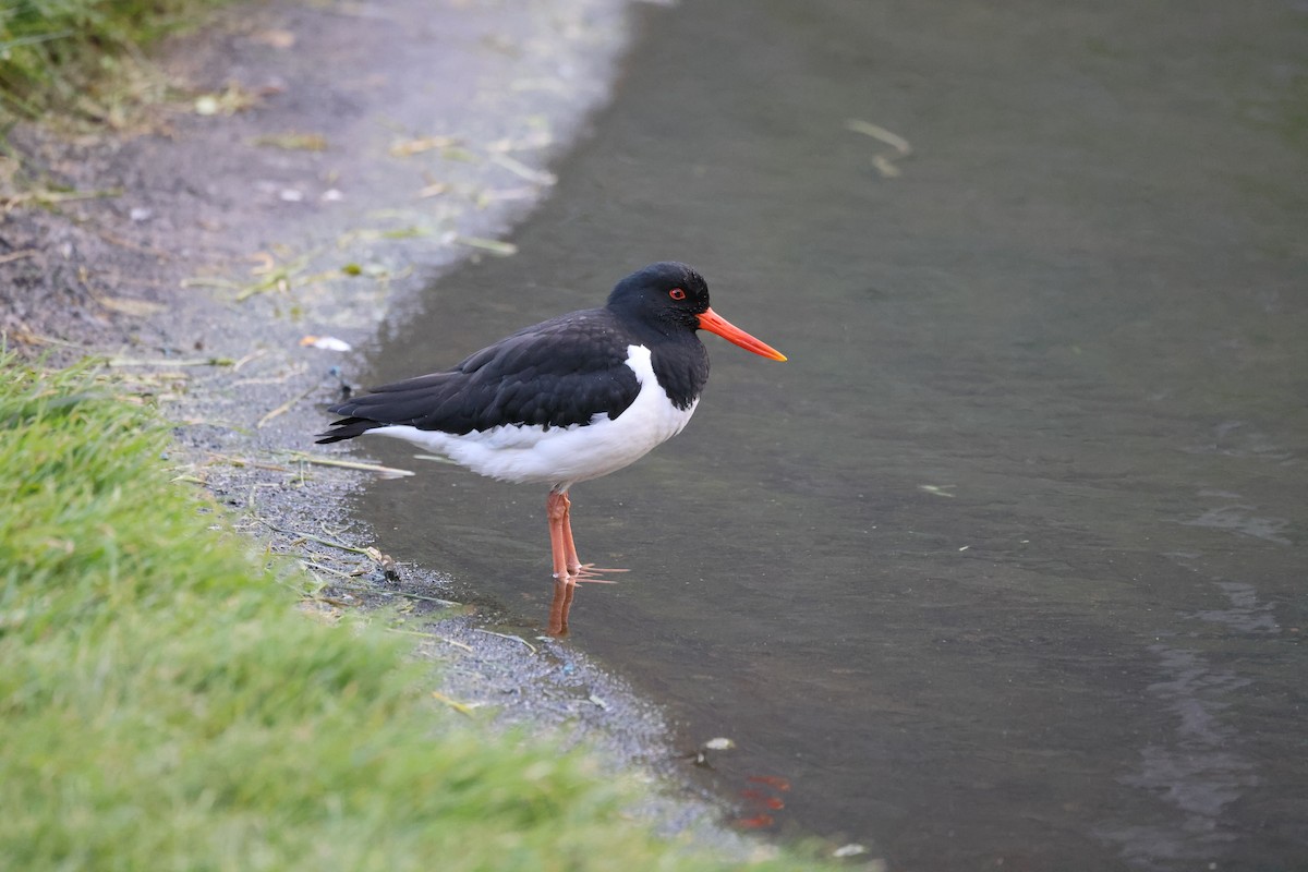 Eurasian Oystercatcher - ML646472507