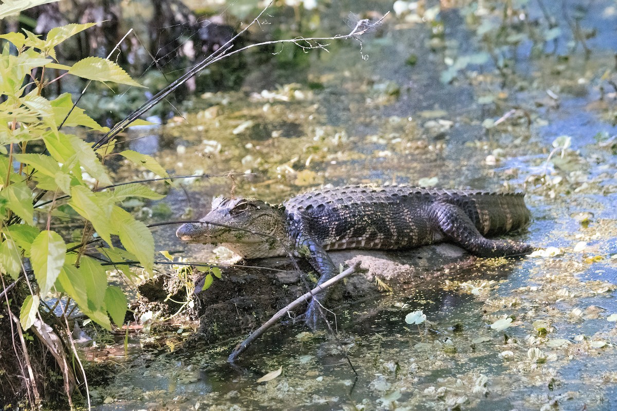 American Alligator - ML646472509