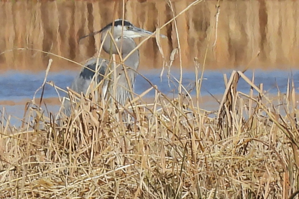 Great Blue Heron - ML646472513