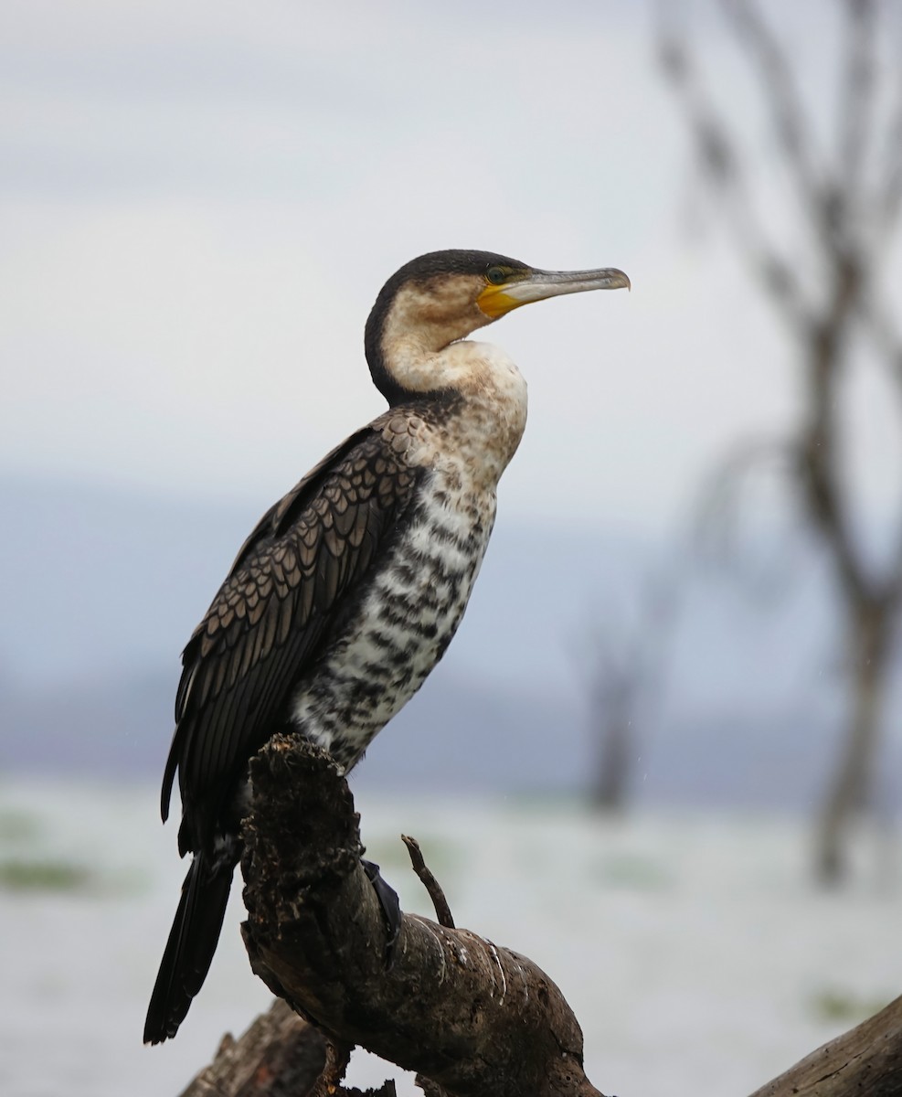 kormorán velký - ML646472514